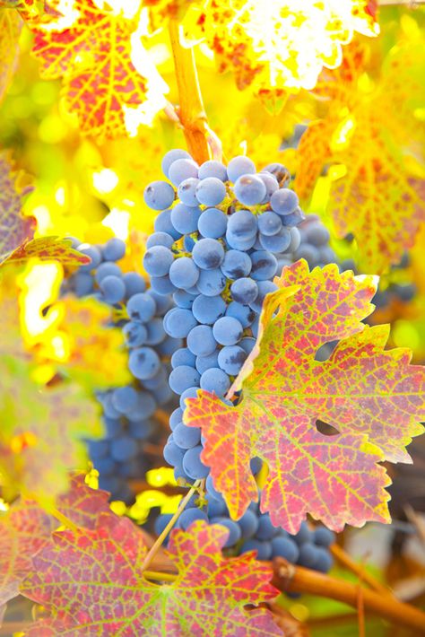 Ripe wine grapes on the vine at harvest